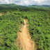 Hutan Indonesia dan Malaysia Harapan Dunia