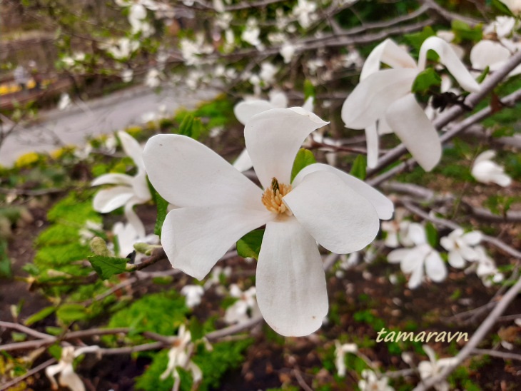 Магнолия Лёбнера (Magnolia × loebneri)