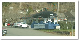 whale