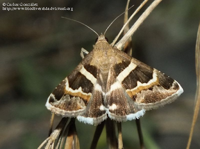 http://www.biodiversidadvirtual.org/insectarium/Grammodes-stolida-img730813.html