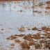 Παράταση στην επιδότηση ενοικίου για τους πλημμυροπαθείς του 2020 στην Κορινθία