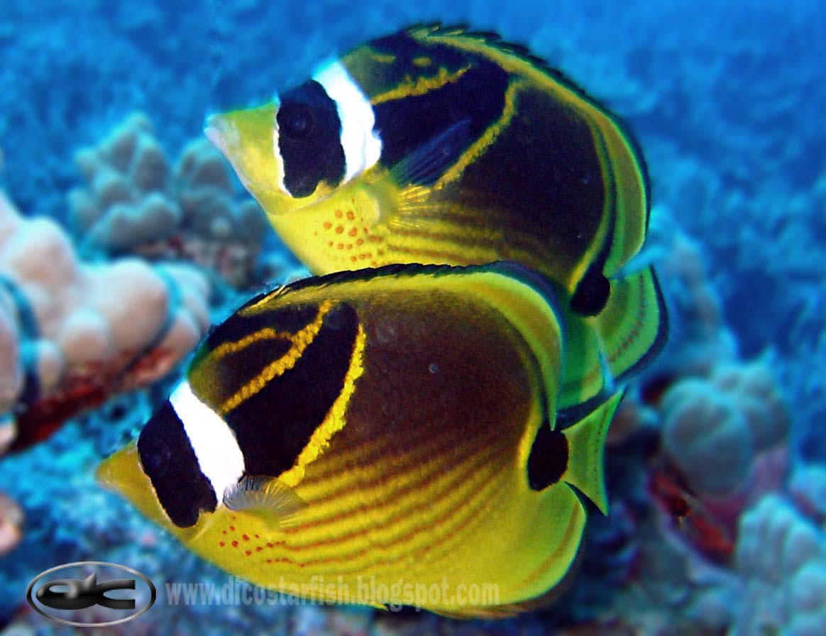 Dicostarfish Kepe Gajah Racoon Butterflyfish 