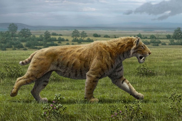 Apa sih Smilodon itu?