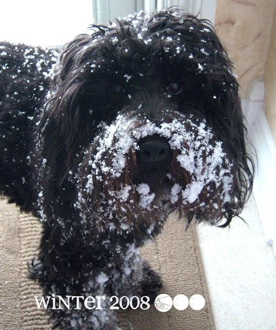 snow-gus