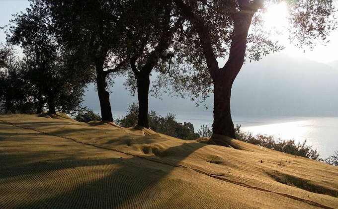 In Basilicata 'La Camminata tra gli olivi'