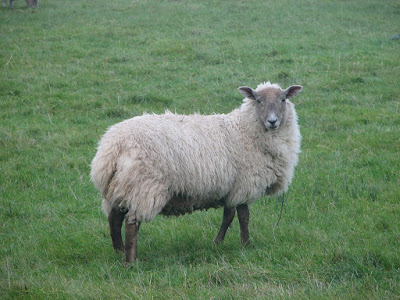 Wooly-Sheep-Sample-Image-Canon