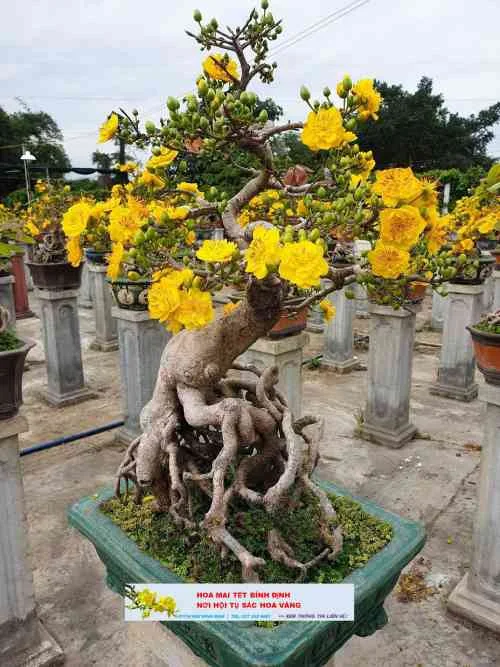 Cách kích nụ cho cây mai bonsai Bình Định