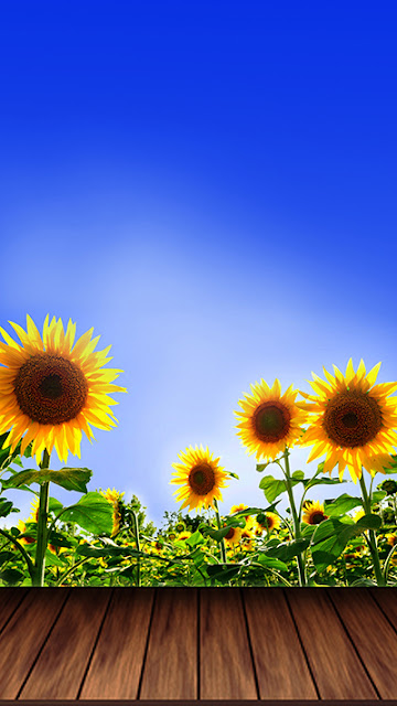 Sunflower Wallpaper iPhone 6 Plus