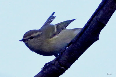"Hume's Warbler - Phylloscopus humei, winter visitor ready to take off."