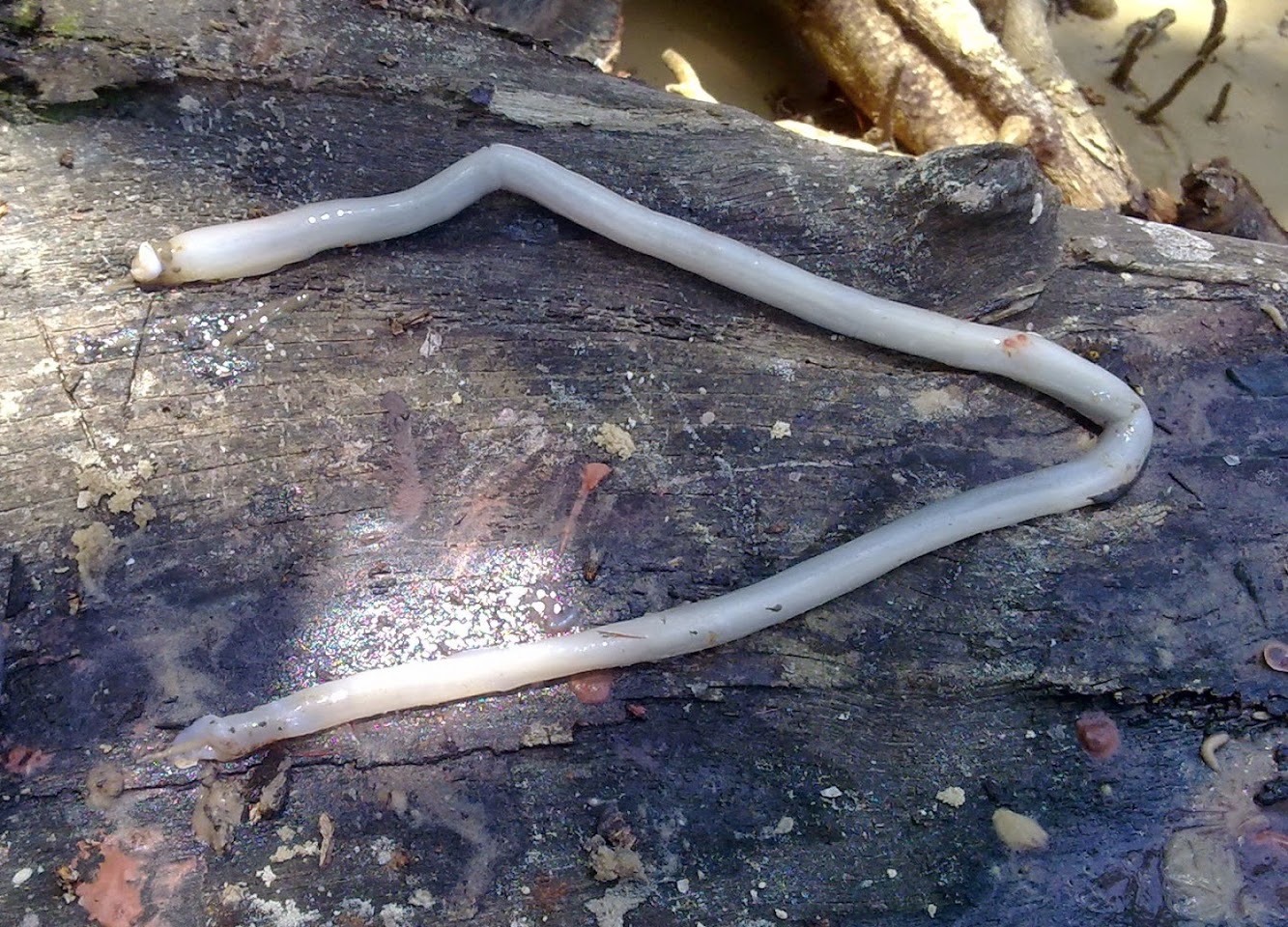 Northern Europe: Shipworms threaten Danish underwater sites