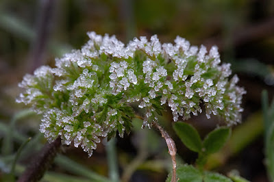 Pflänchen in der Winterwiese, mit Eiskristallen bedeckt.