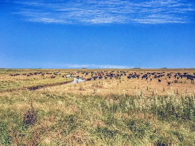 Vacas pastando en campo cruzado por un arroyo.