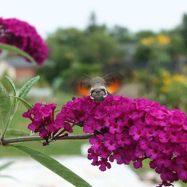 Hummingbird Hawkmoth