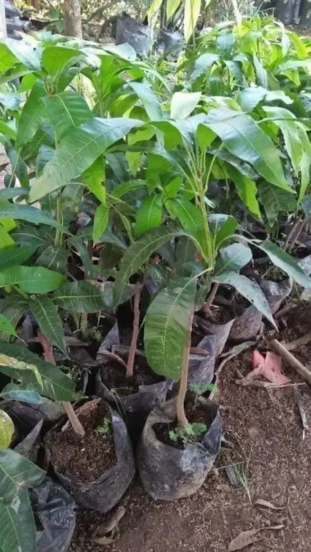 bibit mangga mahatir super batang besar cocok untuk produktif buah Jawa Tengah