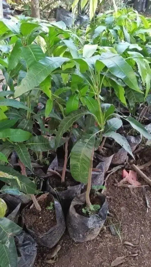 jual bibit buah mangga mahatir mudah tumbuh Padang