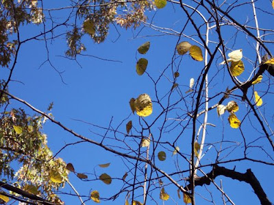 Yellow leaves against azure sky.