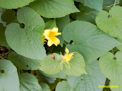 Тладианта сомнительная (Thladiantha dubia)