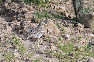 alcaravan-comun-burhinus-oedicnemus-