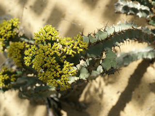 Euphorbia coerulescens 