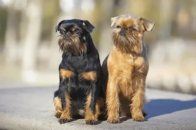 كلب جريفون معلومات شاملة عن كلاب الجريفون نشأتها ومميزات وعيوب وأمراض الجريفون | Brussels Griffons