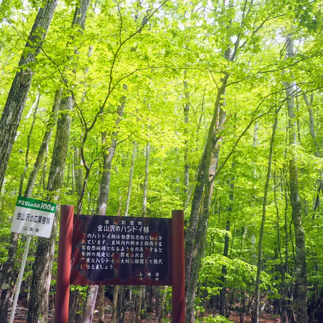 金山沢のハシドイ林