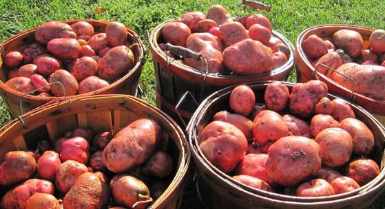 Cara diet sehat dengan kentang merah karena kentang merah memiliki manfaat untuk diet