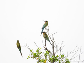 Group of Blue-tailed Bee-eaters at Jurong Lake Gardens