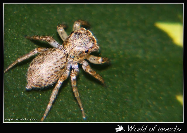 jumping spider picture