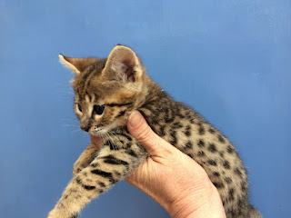 F3 savannah Kitten