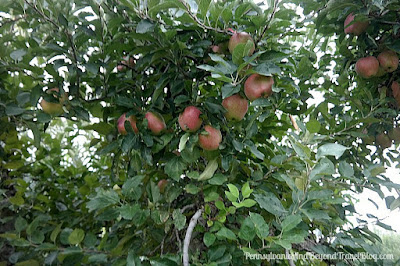 Fall Apple Picking at Strite's Orchard Farm Market in Harrisburg Pennsylvania