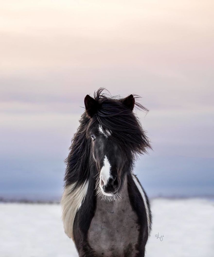 horse photography