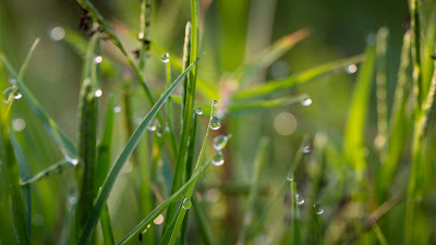 grass with water drops hd resolution wallpaper