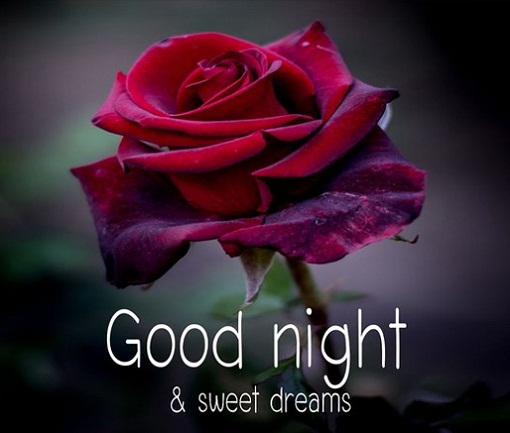 good night with rose flower