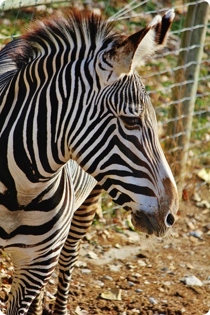 Zoo9 133