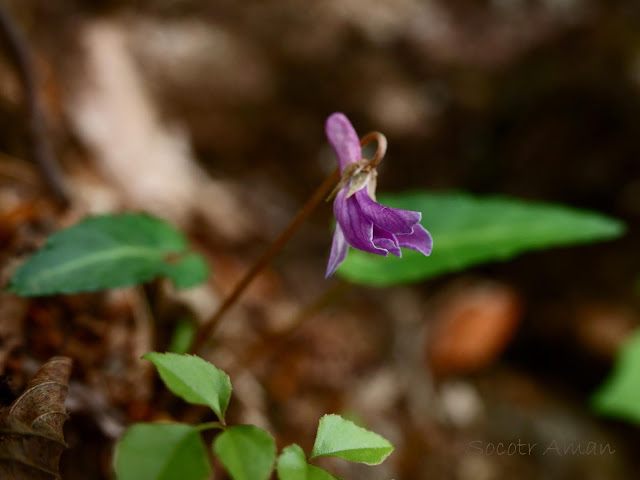 Viola violacea