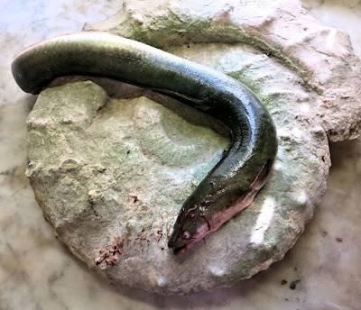 anguille de Loire, ammonite, Montreuil-Bellay