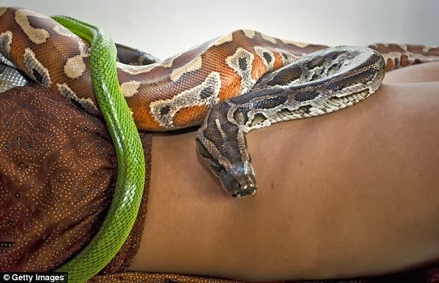 BrownMassageJakarta Man Gets Snake Massage To Help Ease Stress See 