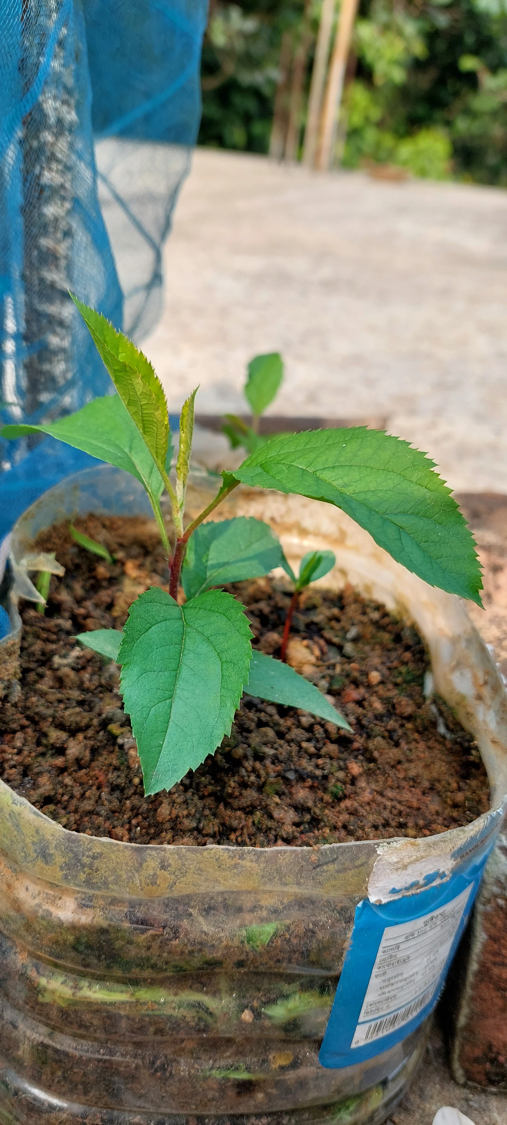 আপেল গাছের চারা