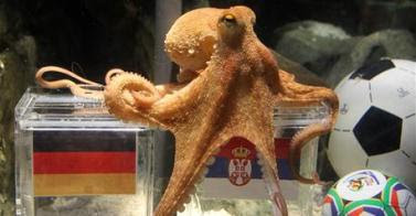 Paul the octopus dies at the age of two
