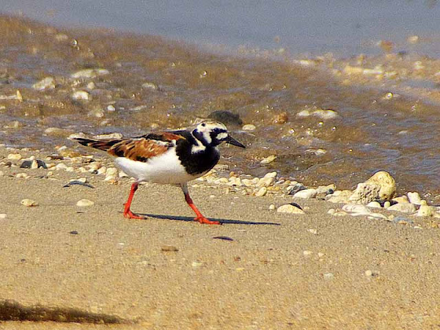 birds, red legs and feet, Turnstone,migratory