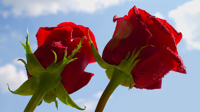 Beautiful Photos Of Love Flower Rose 18