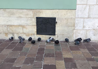 photo of pigeons