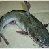 How To Start  CatFish Farming Business In Nigeria