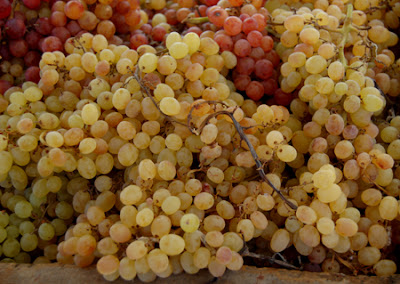 Photo of table grapes