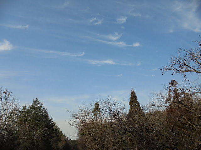 空の景色と樹木が美しいです