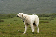 Akbash Dog Breeds (akbash dog breeds)