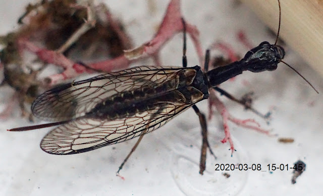 Phaeostigma notata female - wielbłądka pospolita