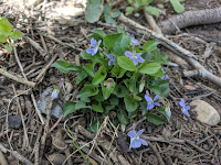 Alpine Violet at Silver Lake Flat American Fork Canyon