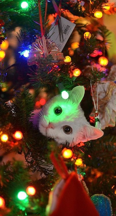 Cats In A Christmas Tree