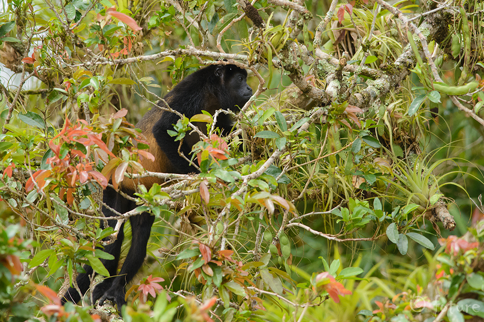 Mantel-möiraahv, Alouatta palliata palliata, Golden-mantled howler, ahv, monkey